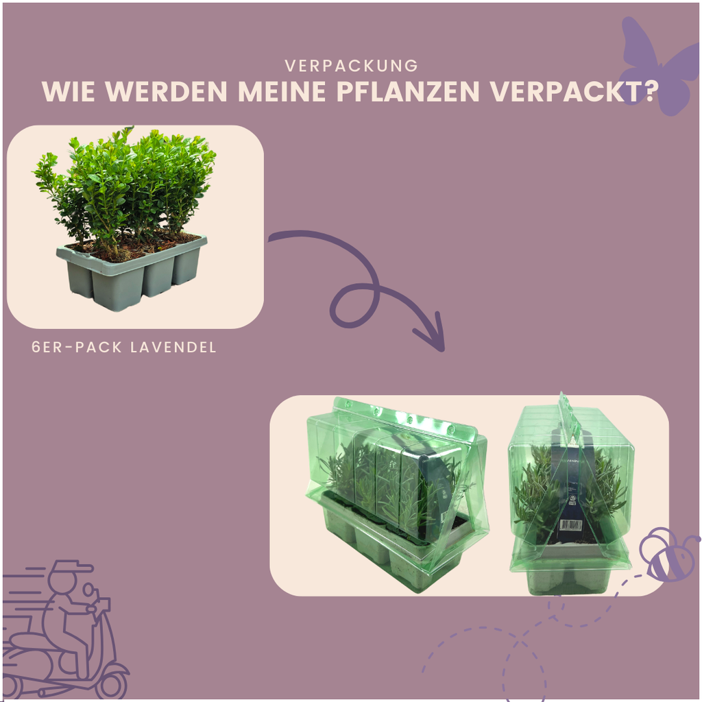 Buxus 'NewGen Freedom' – 72 Pflanzen, Ø 7 cm, 15 cm hoch