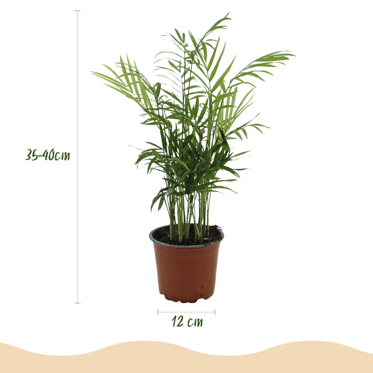 Guldfeniks (Dypsis) – Ø12 cm, 15 cm høj