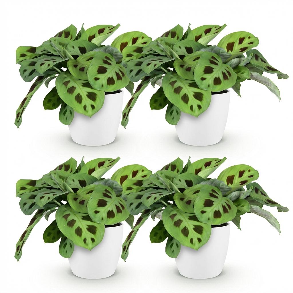 4× Maranta Fascinator Kerchoveana (prayer plant) in white Potter decorative pot – Ø12 cm, 25 cm high – photo 2