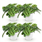 4× Maranta Fascinator Kerchoveana (prayer plant) in white Potter decorative pot – Ø12 cm, 25 cm high