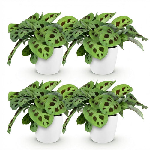 4× Maranta Fascinator Kerchoveana (gebedsplant) in Potter-sierpot wit – Ø12 cm, 25 cm hoog