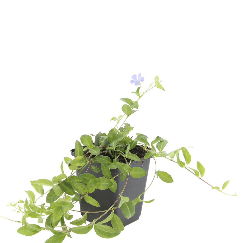 Vinca minor 'La Grave' (almindelig eføj) – 48 planter, Ø9 cm, 10–25 cm høje – billede 3