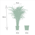 Areca (Dypsis) mit Korb – Ø24 cm
