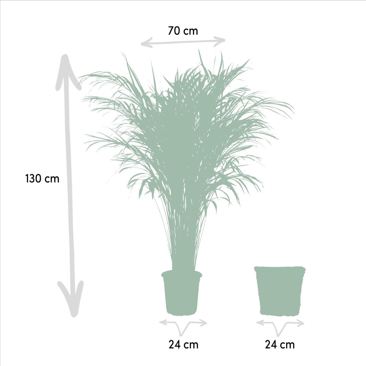 Areca (Dypsis) mit Korb – Ø24 cm – Bild 4