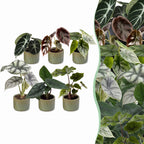 6× Bébé Alocasia Famille (oreille d’éléphant) incl. Linnea Olive – Ø6 cm, 12 cm de haut