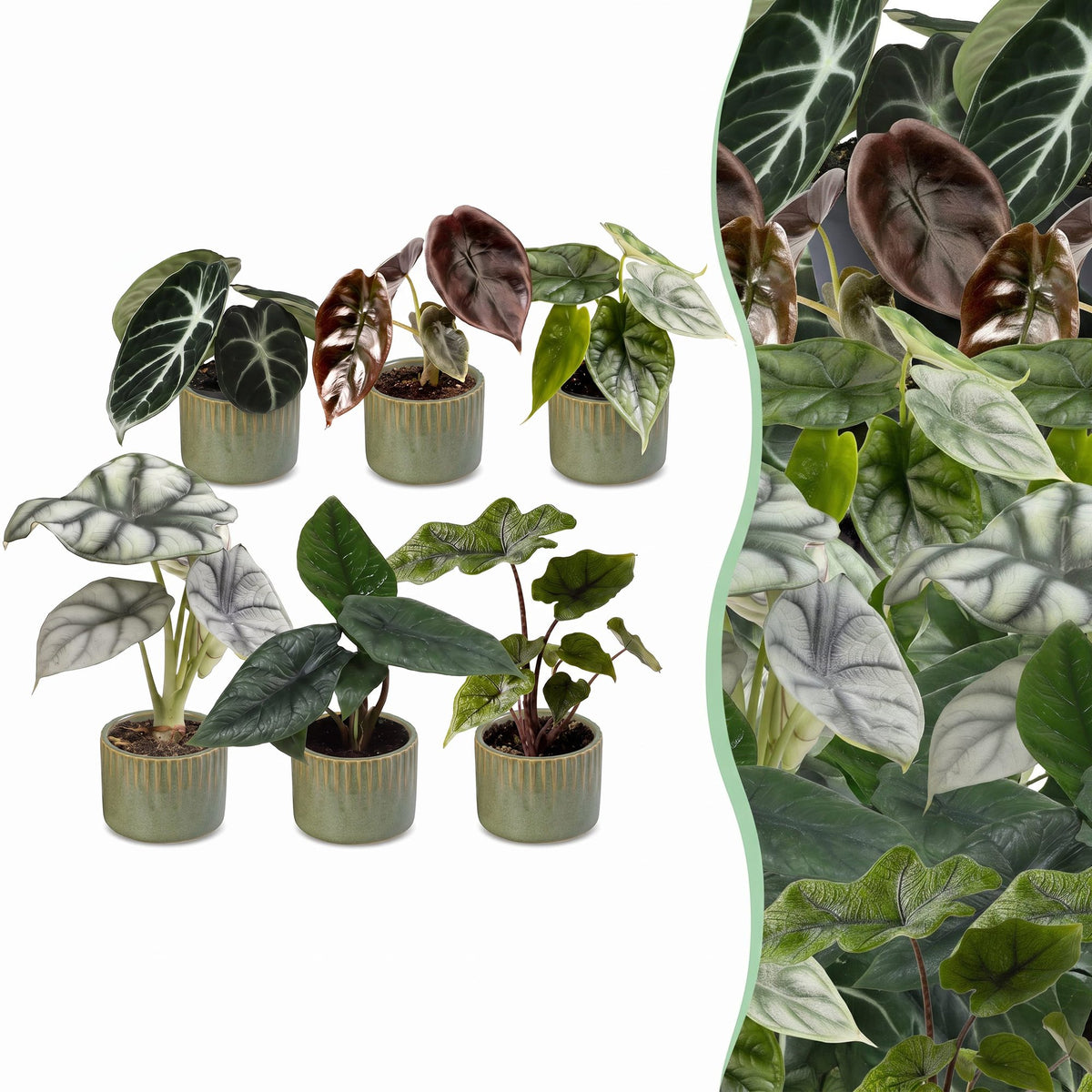 6× Bébé Alocasia Famille (oreille d’éléphant) incl. Linnea Olive – Ø6 cm, 12 cm de haut