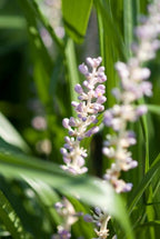 Liriope muscari 'Monroe White' (lily grass) – 6 plants, Ø9 cm, 10–25 cm high