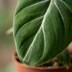 Philodendron gloriosum avec panier – Ø12 cm, 25 cm de haut