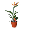 Strelitzia reginae P13 2pp (mit Kunstblüte) (Paradiesvogelblume) – Ø13 cm, 35 cm hoch