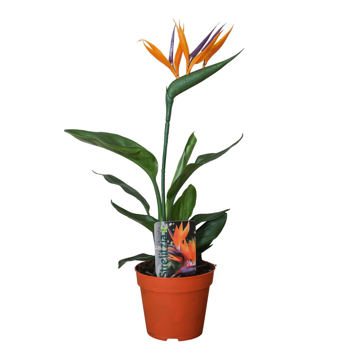 Strelitzia reginae P13 2pp (mit Kunstblüte) (Paradiesvogelblume) – Ø13 cm, 35 cm hoch