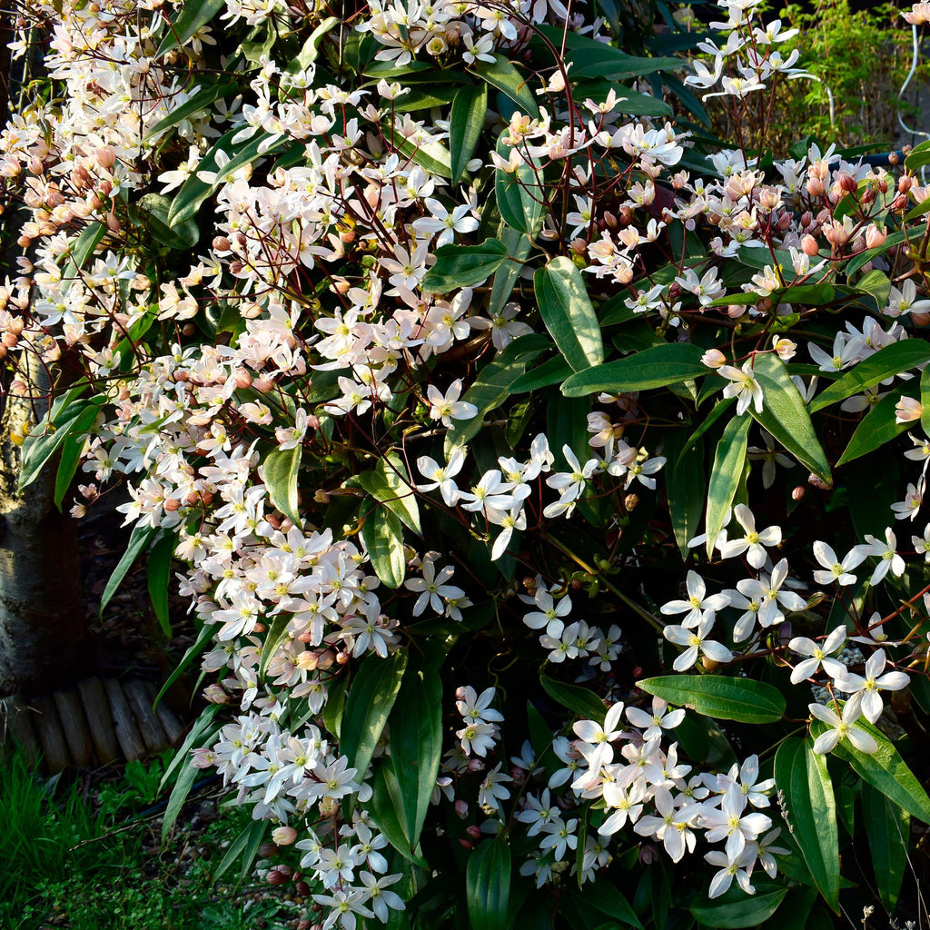 Clematis armandii (Waldrebe) – weiß – Ø11 cm, 40 cm hoch – Bild 5