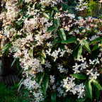 Clematis armandii (Waldrebe) – weiß – Ø11 cm, 40 cm hoch