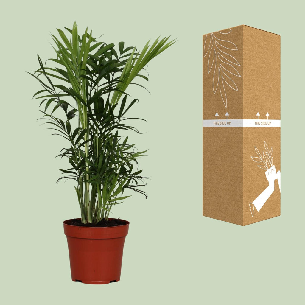 Chamaedorea elegans (bergpalm) – Ø12 cm, 40 cm hoog
