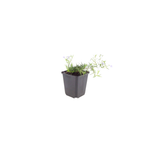 Phlox 'Emerald Cushion Blue-' (bruyère odorante) – 60 plants, Ø9 cm, 10–25 cm de haut
