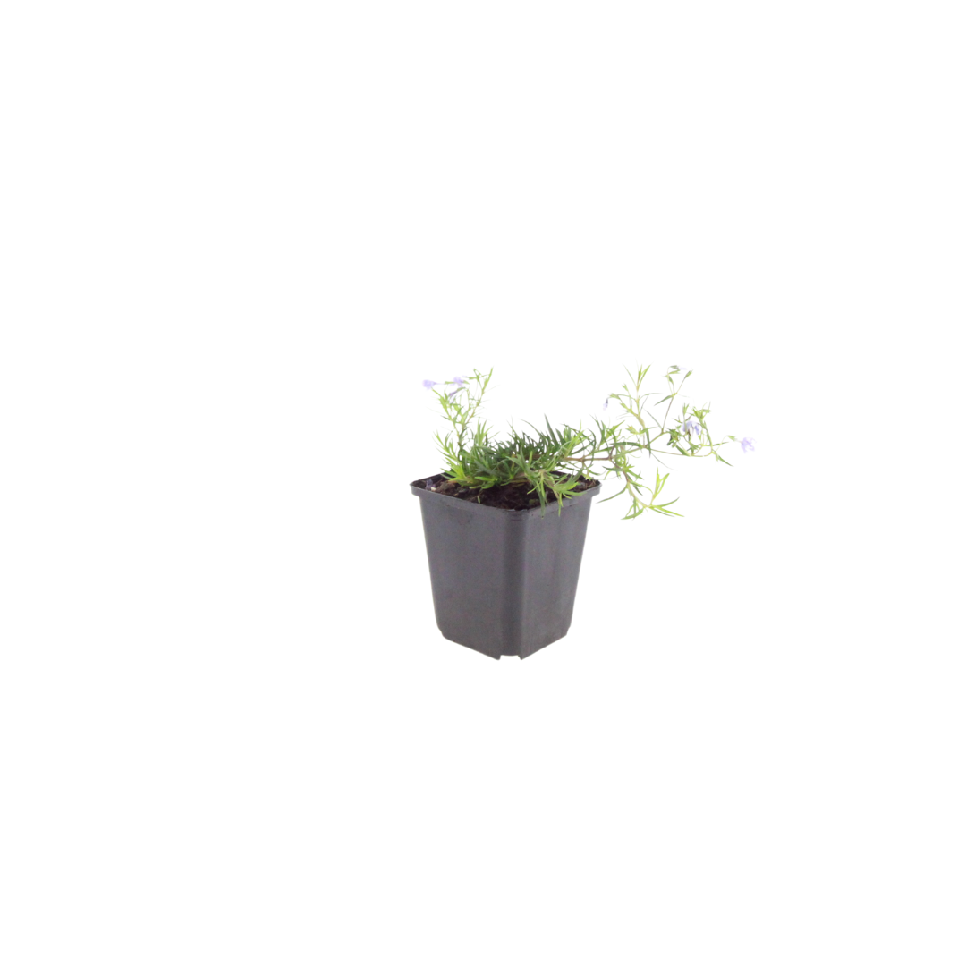 Phlox 'Emerald Cushion Blue-' (bruyère odorante) – 60 plants, Ø9 cm, 10–25 cm de haut – photo 2
