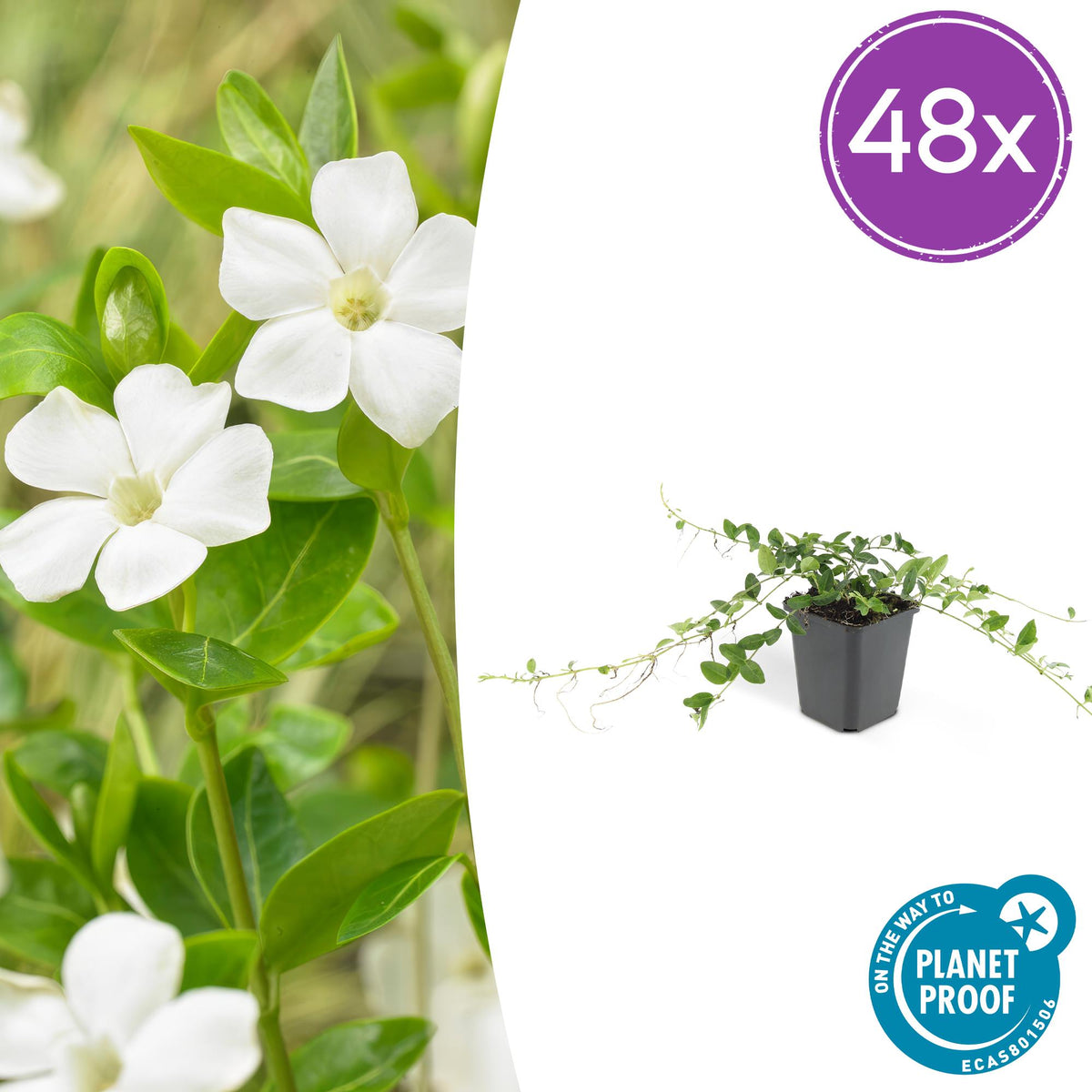 Vinca minor 'Alba' (vintergröna) – 48 plantor, Ø 9 cm, 10–25 cm hög – bild 2