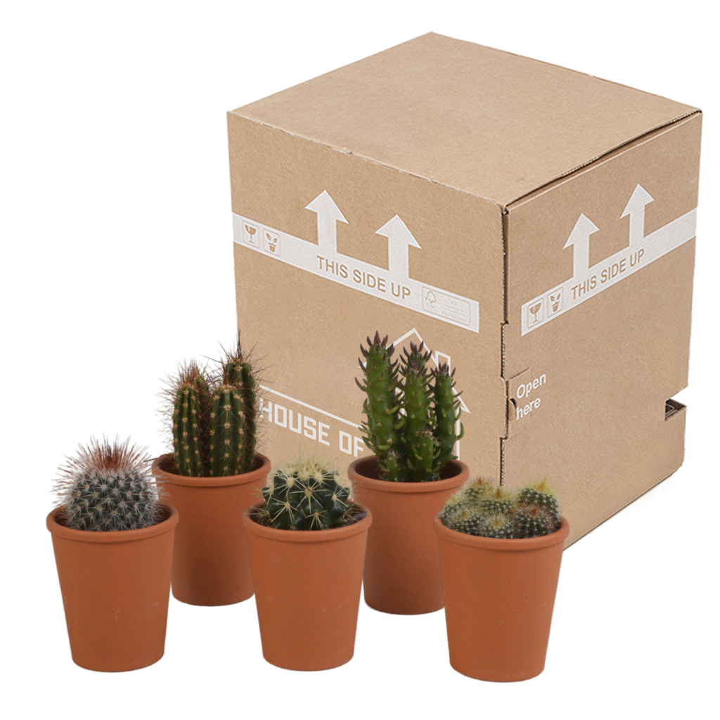 Kaktusmix (Cactaceae) i terrakottakrukke – Ø6 cm, 13 cm høj