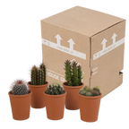 Kaktusmix (Cactaceae) i terrakottakrukke – Ø6 cm, 13 cm høj
