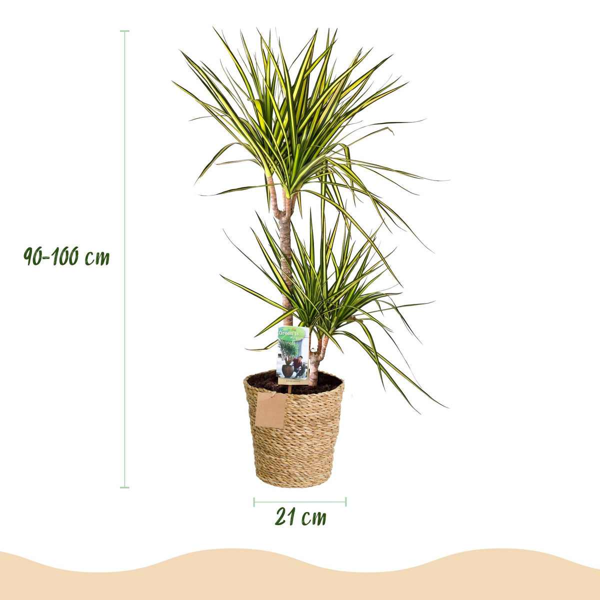 Dracaena Sunray (drakenboom) met mand – Ø21 cm, 90–100 cm hoog
