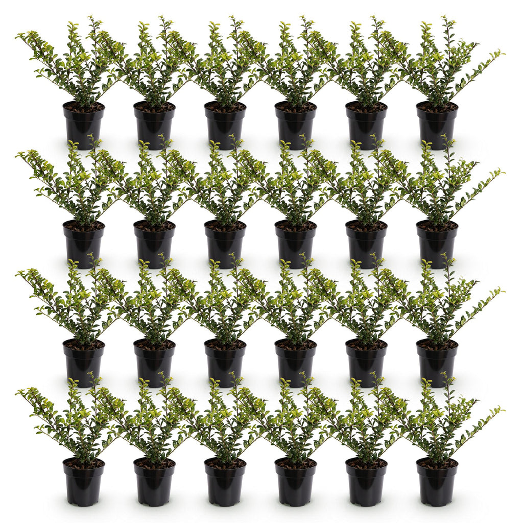 Ilex crenata 'Golden Gem' (Japanese holly) – yellow – 24 plants, Ø9 cm, 20–30 cm high – photo 2
