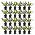 Ilex crenata 'Golden Gem' (Japanese holly) – yellow – 24 plants, Ø9 cm, 20–30 cm high