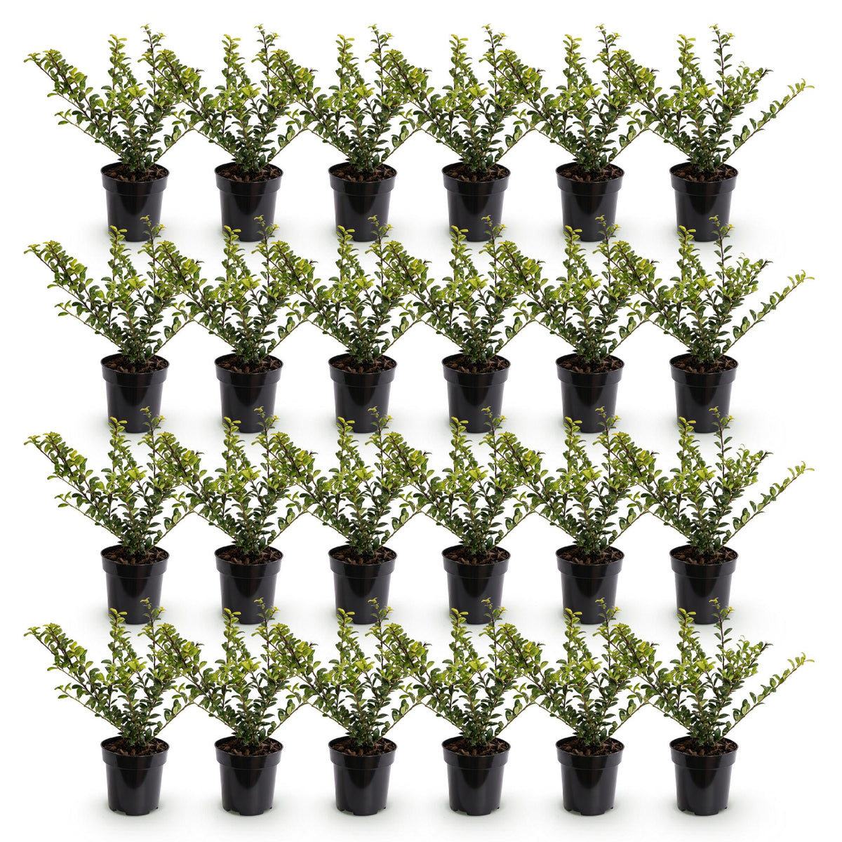 Ilex crenata 'Golden Gem' (Japanese holly) – yellow – 24 plants, Ø9 cm, 20–30 cm high – photo 2