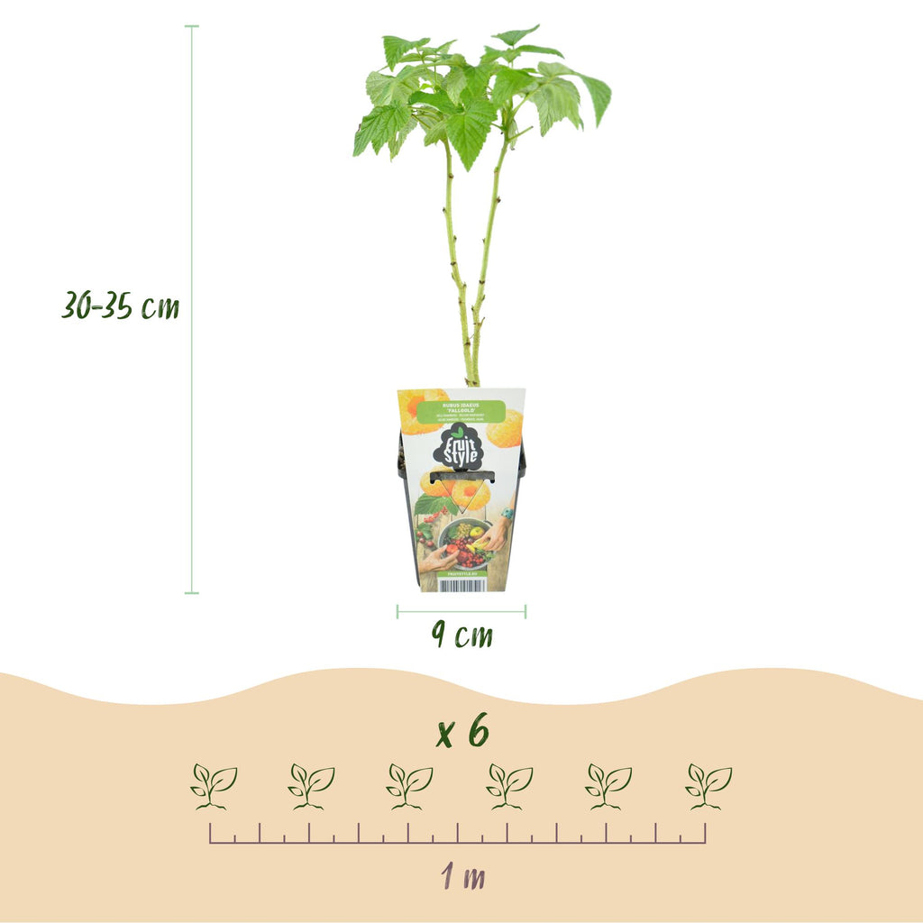 Rubus idaeus 'Fallgold' (raspberry) – 3 plants, Ø9 cm, 35 cm high – photo 3