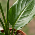 4× Strelitzia reginae (paradisfugleblomst) i grå Potter-pottedskjulere – Ø12 cm, 35 cm høj