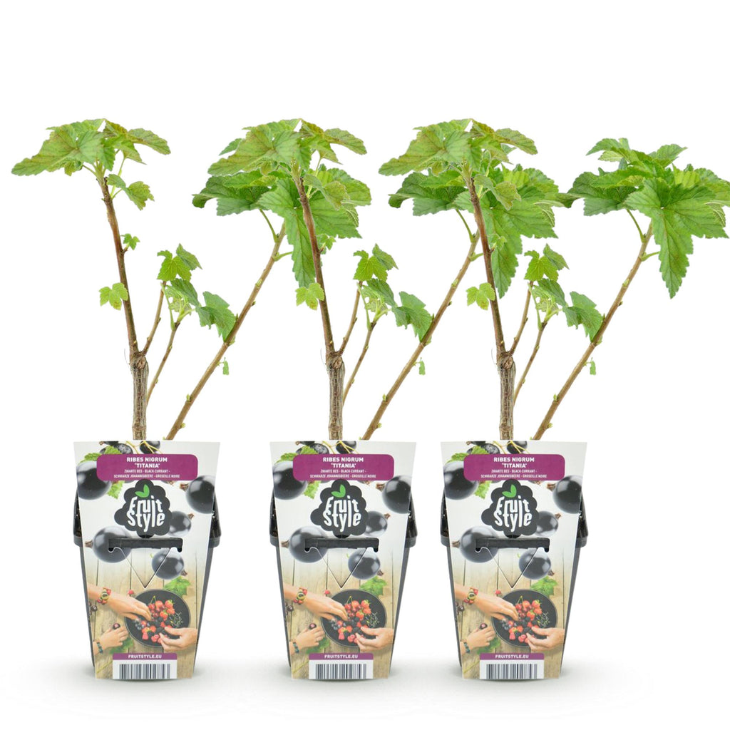 Ribes nigrum 'Titania' (bessenstruik) – 3 planten, Ø9 cm, 35 cm hoog