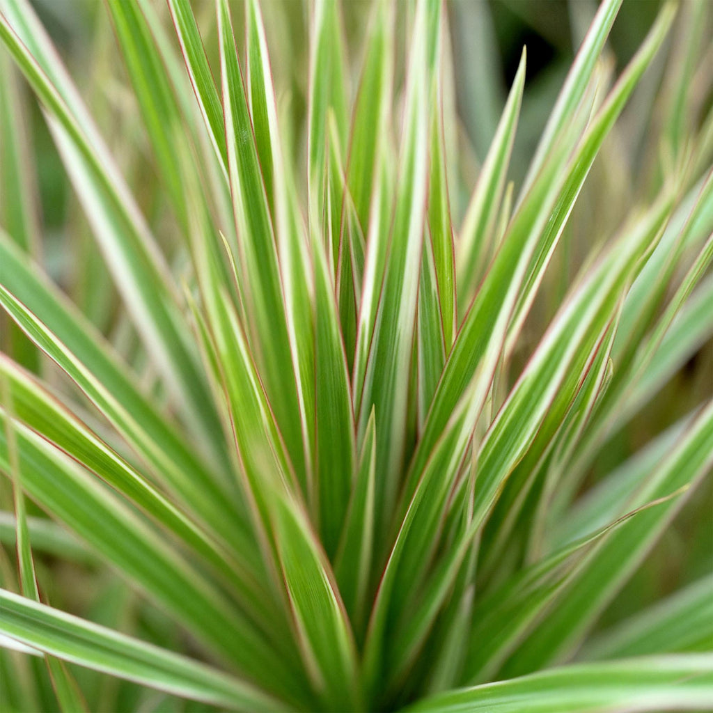 Dracaena marginata Bicolor (arbre au dragon) avec panier – Ø17 cm, 70–75 cm de haut