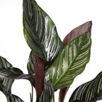 Calathea Ornata – Ø14 cm, 50 cm høj