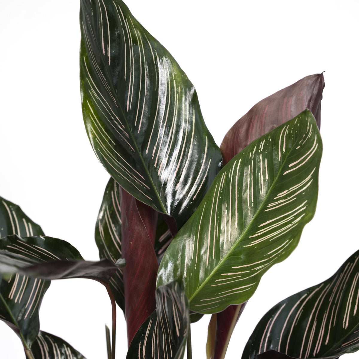 Calathea Ornata – Ø14 cm, 50 cm høj