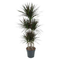 Dracaena Magenta Carrousel (arbre dragonnier) – Ø31 cm, 150 cm de haut