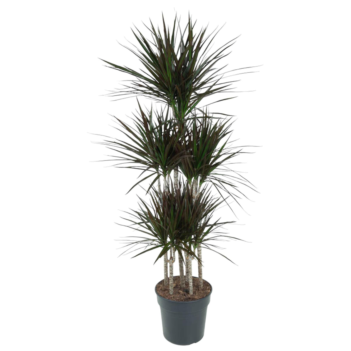 Dracaena Magenta Carrousel (Drachenbaum) – Ø31 cm, 150 cm hoch