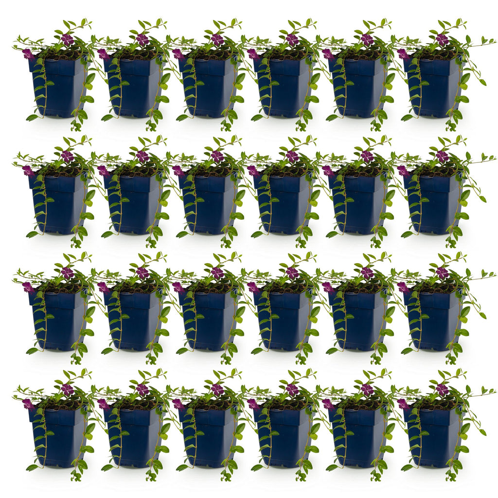 Vinca minor 'Atropurpurea' (pervenche) – violet – 24 plantes, Ø11 cm, 15–25 cm de haut – photo 2