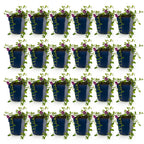 Vinca minor 'Atropurpurea' (pervenche) – violet – 24 plantes, Ø11 cm, 15–25 cm de haut