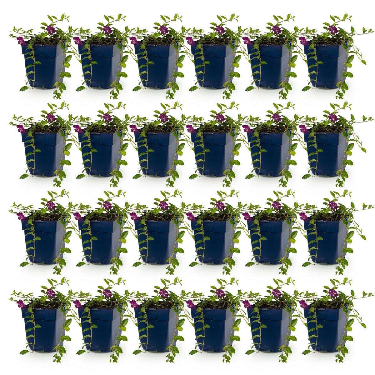 Vinca minor 'Atropurpurea' (pervenche) – violet – 24 plantes, Ø11 cm, 15–25 cm de haut – photo 2