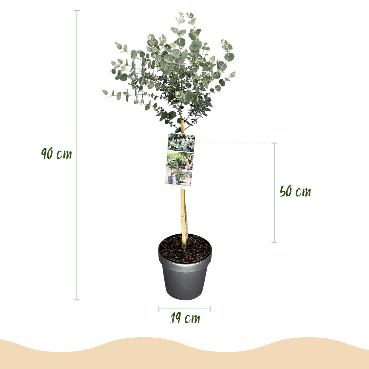 Eucalyptus gunni 'Azure' auf Stamm – Ø 19 cm, 70–90 cm hoch – Bild 3