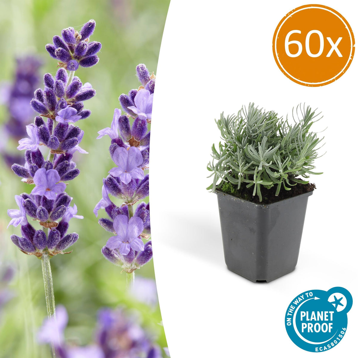 Lavandula 'Hidcote' (lavendel) – 60 planten, Ø9 cm, 10–25 cm hoog