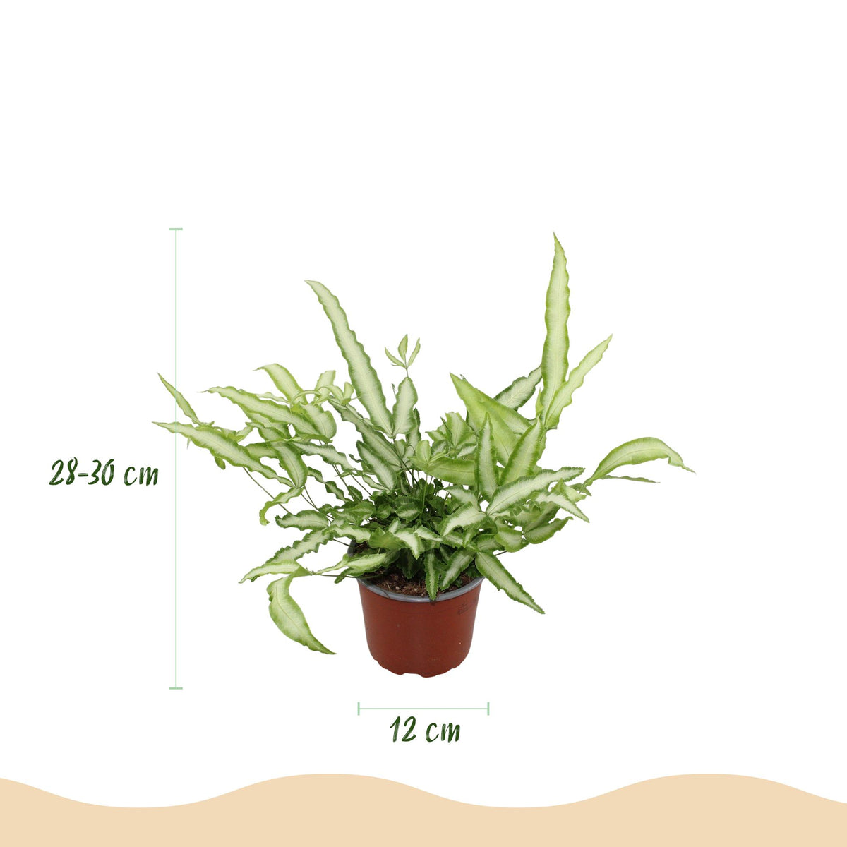 2× Pteris cretica Albolineata (pteris fern) with basket – Ø12 cm, 20 cm high – photo 3