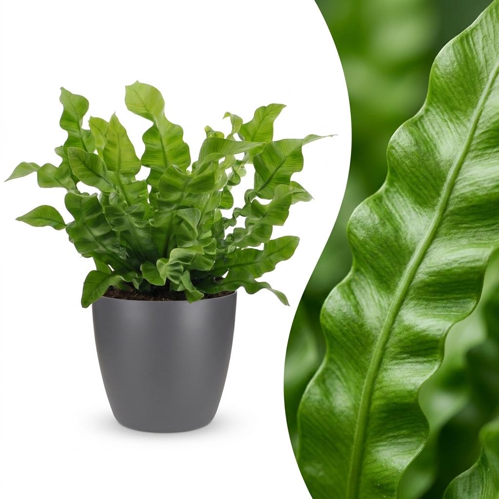 Asplenium Crispy Wave (fougère nid d'oiseau) en pot de décoration Potter gris – Ø12 cm, 30 cm de haut