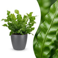 Asplenium Crispy Wave (fougère nid d'oiseau) en pot de décoration Potter gris – Ø12 cm, 30 cm de haut