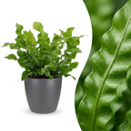 Asplenium Crispy Wave (fougère nid d'oiseau) en pot de décoration Potter gris – Ø12 cm, 30 cm de haut