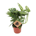 Monstera Monkey (gatenplant) – Ø12 cm, 30 cm hoog