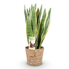 Sansevieria Laurentii (vrouwentong) met mand – Ø21 cm, 70–80 cm hoog