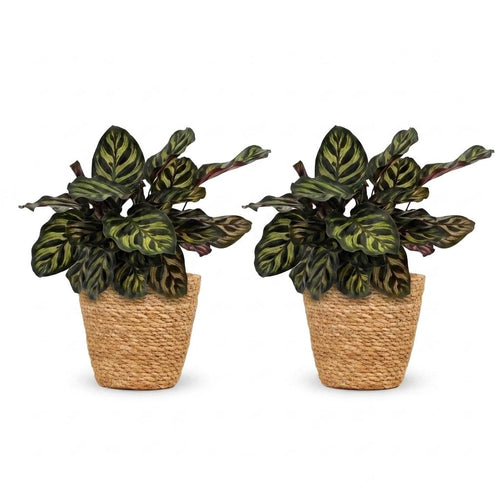 2× Calathea makoyana med kurv – Ø12 cm, 25 cm høj