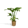 Strelitzia nicolai (witte paradijsvogelbloem) in pot mayk gold – Ø19 cm, 90 cm hoog