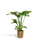 Strelitzia nicolai (witte paradijsvogelbloem) in pot mayk gold – Ø19 cm, 90 cm hoog