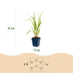 Molinia caer. 'Heidebraut' (molinia) – 6 plants, Ø11 cm, 15–25 cm de haut