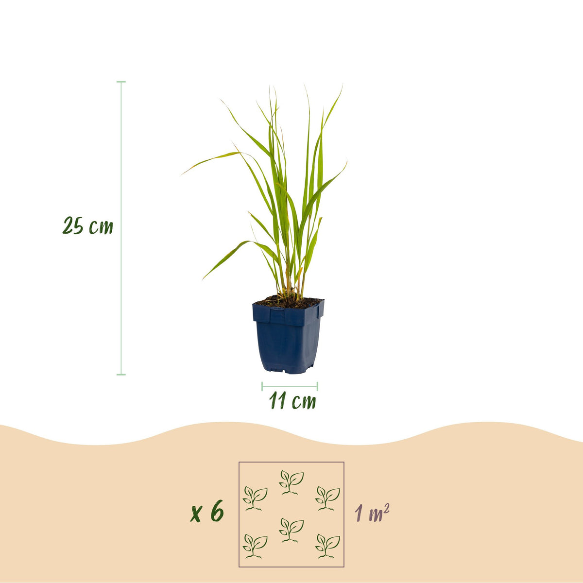 Molinia caer. 'Heidebraut' (molinia) – 6 plants, Ø11 cm, 15–25 cm de haut – photo 3